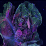 magrowtec conventional foliage coverage example