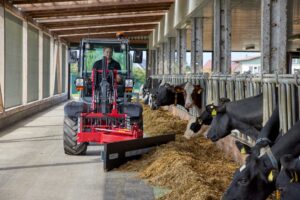 Weidemann 1260LP with feed blade attachment efficiently pushing silage in dairy barn feeding cows.