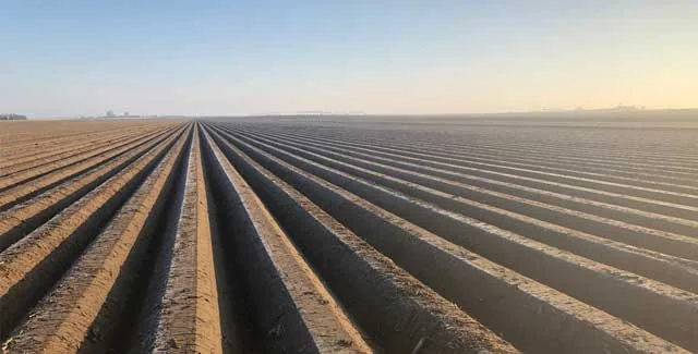 Straight, evenly spaced crop rows stretching to the horizon across a plowed field at sunrise